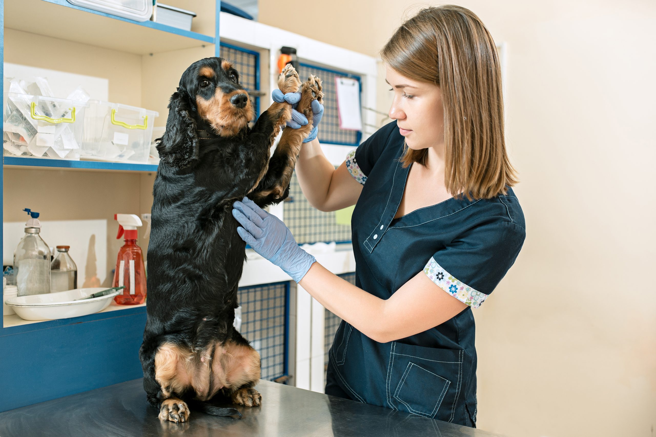 BVSc - Veterinary study mbbs abroad